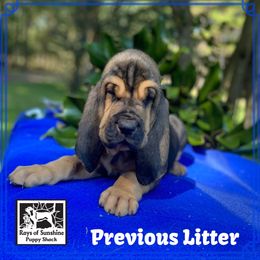 Bloodhound Puppies from Rays Of Sunshine Bloodhounds
