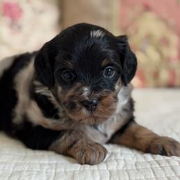 Amelia Badelia - Merle female Cavapoo puppy in Beckley, West Virginia from By Design Doodles