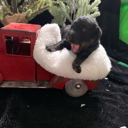 Goldendoodle Puppies from Nikki Lunt's Goldendoodles