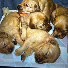 Female - Dark golden female Golden Retriever puppy in Spring Hill, Kansas from Homegrown Goldens