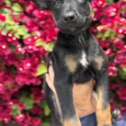 Duke - Black Belgian Malinois puppy in California from 11:11 Working Dogs