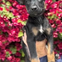 Duke - Black Belgian Malinois puppy in California from 11:11 Working Dogs