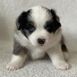 Jasper - Blue merle male Miniature Australian Shepherd puppy in Wesley Chapel, Florida from August Oaks Aussies