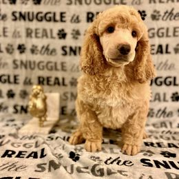 Poodle Puppies from Cosmic Caliber Standard Poodles