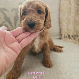 Cockapoo Puppies from Ashley Dedmon