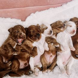 Goldendoodle Puppies from Nozomi Farms