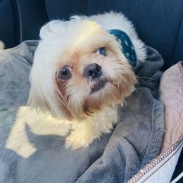 Cooper - Gold and white male Shih Tzu puppy in Hawthorne, Florida from Simply Southern Shihtzus