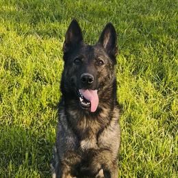 Beta - German Shepherd