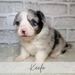 Keefe - Blue merle and white male American Corgi puppy in Greenwood, Indiana from Witch Creek Corgis
