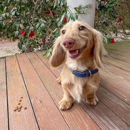 Koopa - Dachshund