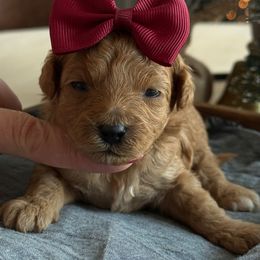 K Purple Girl - Red  female Goldendoodle puppy in Lewisville, Texas from Texas Goldendoodle Lovers