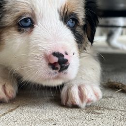 Border Collie Puppies from DreamOn Border Collies