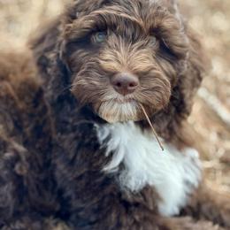 Buckwheat - Chocolate male Australian Labradoodle puppy in Dawson, Georgia from Still Pond Australian Labradoodles