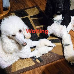 Poodle Puppies from My Buddies Puppies