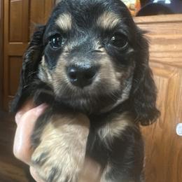 Dove - Black and tan female Dachshund puppy in Saint Peter, Illinois from Ashton’s Doxies of Southern IL