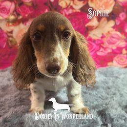 Sophie - Dachshund