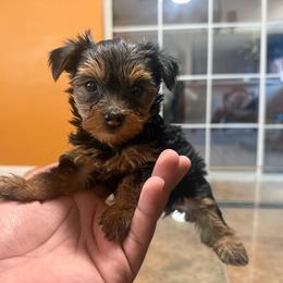 Girl 2 - Black and tan female Yorkshire Terrier puppy in Pomona, California from Lunio's Yorkies