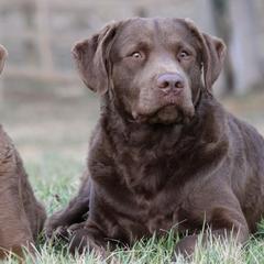 Chesapeake Bay Retrievers from Waterfowl Collector Retrievers
