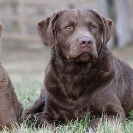 Chesapeake Bay Retrievers from Waterfowl Collector Retrievers