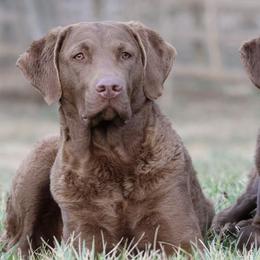 Chesapeake Bay Retrievers from Waterfowl Collector Retrievers