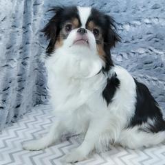 Dandelion - Japanese Chin