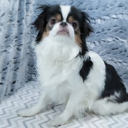 Dandelion - Japanese Chin