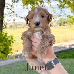 Janet - Cream female Goldendoodle puppy in Melba, Idaho from KZ Doodles