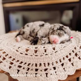Pink - Merle female Bernedoodle puppy in Cold Spring, Minnesota from A.N.A. Doodles