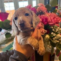 Fiona the cream dapple - Dapple female Dachshund puppy in El Cajon, California from Lisa Buxton