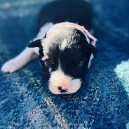 Light Pink - Black and white female Border Collie puppy in Minden, Iowa from Rocking N Registered Border Collies & Labradors