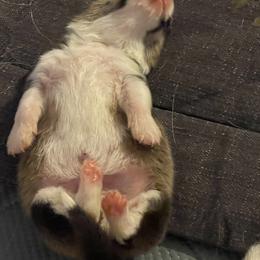 Pembroke Welsh Corgi Puppies from Holly Harmer
