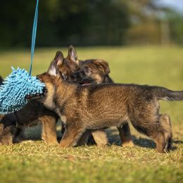 German Shepherd Puppies from Sommerfeld German Shepherds