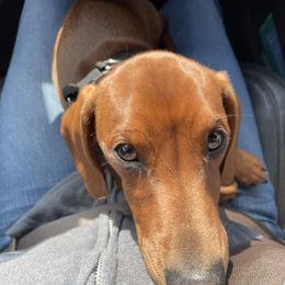 Rowan - Dachshund