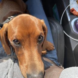 Rowan - Dachshund