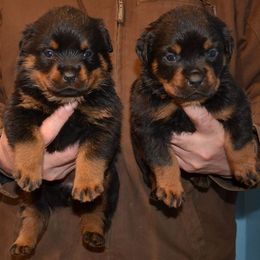 Rottweiler Puppies from World Class Rottweilers