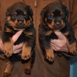 Rottweiler Puppies from World Class Rottweilers