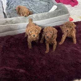 Poodle Puppies from Teddy toy poodle house