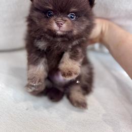 Poncho - Chocolate male Pomeranian puppy in Canandaigua, New York from Fingerlakes Pomeranians