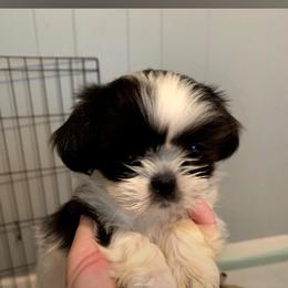Shih Tzu Puppies from Tammy's Shihtzu Shack