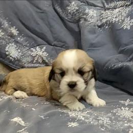 Tanner D2 - Golden male Lhasa Apso puppy in Norman, Oklahoma from Steve's Puppies