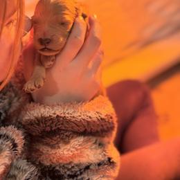 Goldendoodle Puppies from North Star Dog Training