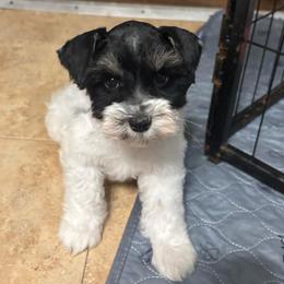 Dahlia (Green) - Parti female Miniature Schnauzer puppy in Plaucheville, Louisiana from Honey Doux Southern Paws