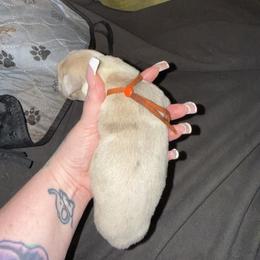 Orange collar - Mantle male Great Dane puppy in Loris, South Carolina from Days Danes