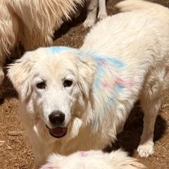 Girl 6 - Maremma Sheepdog puppy in Kings County, California from Prancing Pony Farm Maremma Sheepdogs