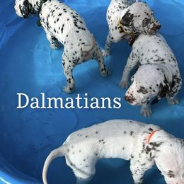 Dalmatian Puppies from Louisiana Roux Dalmatians