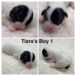 Boy 1 - Black and white male Havanese puppy in Elkins, Arkansas from Havana Knights Havanese