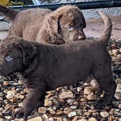 Chesapeake Bay Retriever Puppies from Elizabeth Robinson's Chesapeake Bay Retrievers