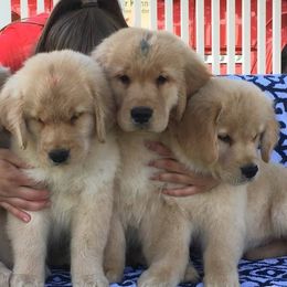 Golden Retriever Puppies from Golden-B-Bear Kennel