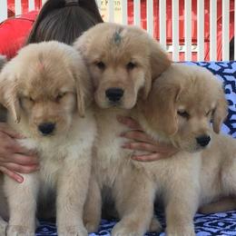 Golden Retriever Puppies from Golden-B-Bear Kennel