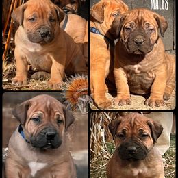 Boy 3 - Red male Boerboel puppy in Pennsylvania from Cold River Boerboels